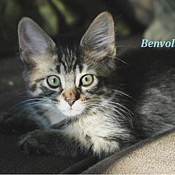 Thumbnail photo of Benvolio - Adopted July 2016 #1