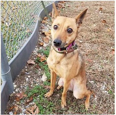 Hayes, VA - Italian Greyhound/Shepherd (Unknown Type). Meet Mocha a Pet