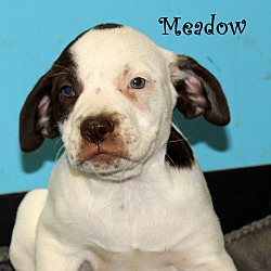 Thumbnail photo of Meadow~adopted! #1