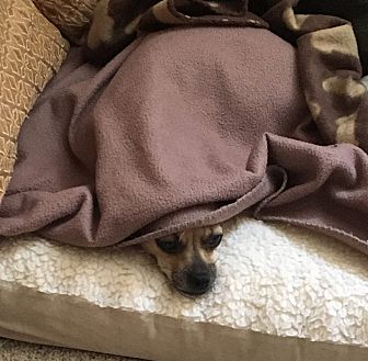 why do dogs burrow under blankets