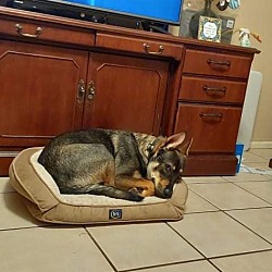 Thumbnail photo of Dusty #2