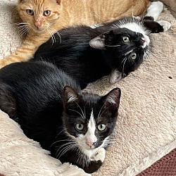Thumbnail photo of Kitty Trio #2