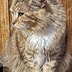 Thumbnail photo of Rainier (Lap Cat) #2