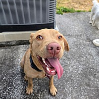 adopt a pet