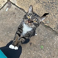 adopt a pet