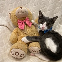 adopt a pet