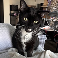 adopt-pet