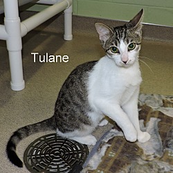 Thumbnail photo of Tulane #3