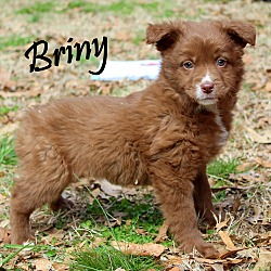 Thumbnail photo of Briny~adopted! #4