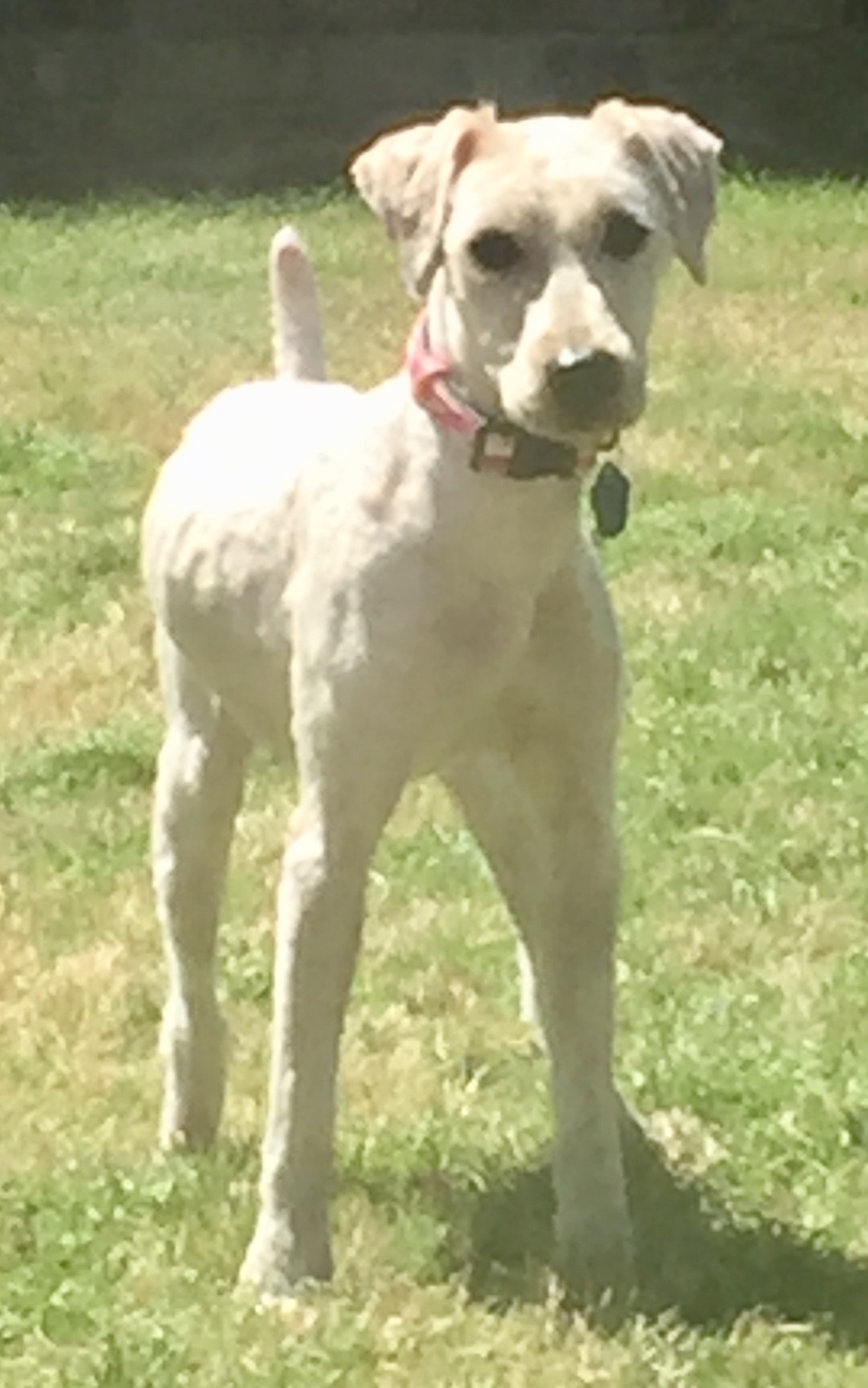 Mckinney Tx Wheaten Terrier Meet Sophie A Pet For Adoption