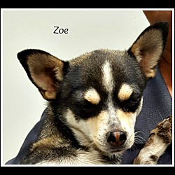 Thumbnail photo of Zoe #1