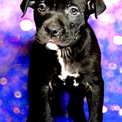 Thumbnail photo of Reece~adopted! #1