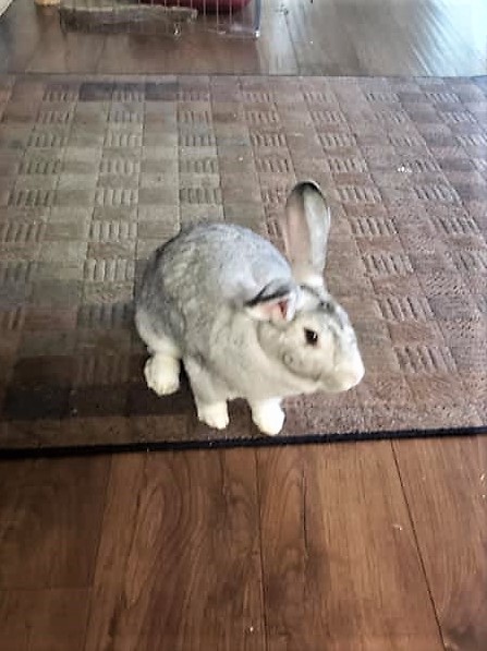 San Antonio Tx Flemish Giant Meet Estelle A Pet For Adoption