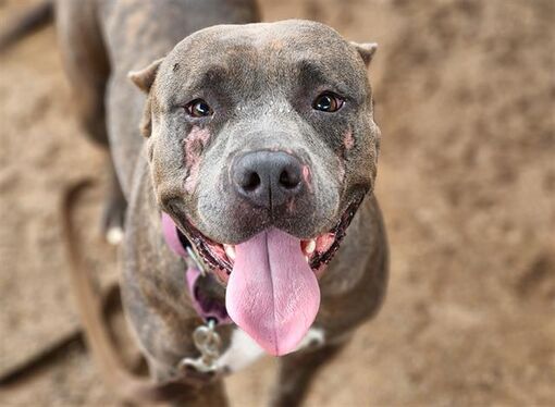 Tucson, AZ - American Pit Bull Terrier. Meet VELMA* a Pet for Adoption ...