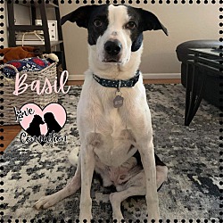 Photo of Basil