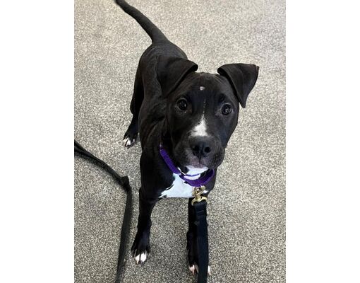 Boston, MA - American Pit Bull Terrier. Meet KANGAROO a Pet for ...