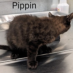 Thumbnail photo of Pippin #4