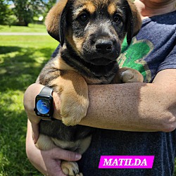 Thumbnail photo of Matilda (PUPPY) #3