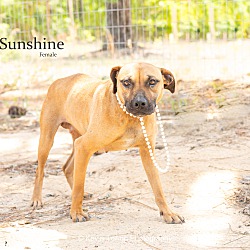 Thumbnail photo of Sunshine #1