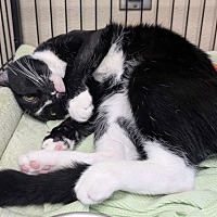 adopt a pet