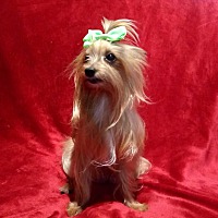adopt a pet