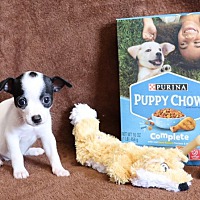 adopt a pet
