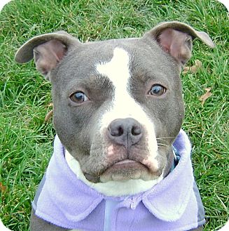 staffordshire puppies for adoption