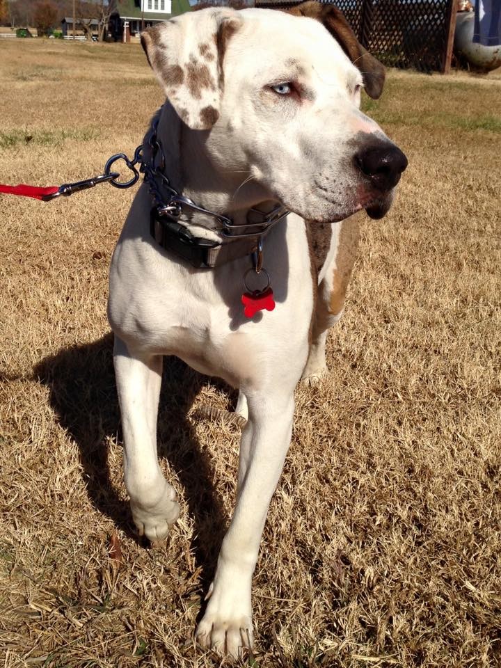 what is a sooner dog