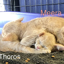 Thumbnail photo of Meera #1