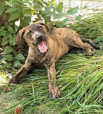 Mountain cur brindle