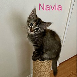 Photo of Navia