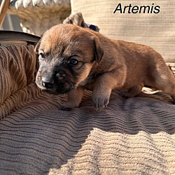 Photo of Artemis