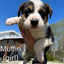 Thumbnail photo of Muffin #2