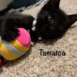 Thumbnail photo of Tamatoa #1