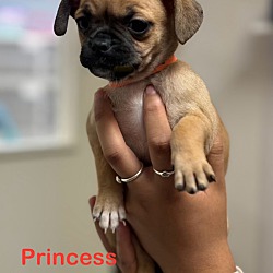 Photo of Princess Peach