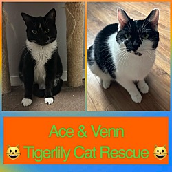 Photo of Ace & Venn