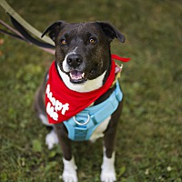 adopt-pet