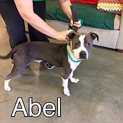Thumbnail photo of Abel-URGENT/ADOPTED #1