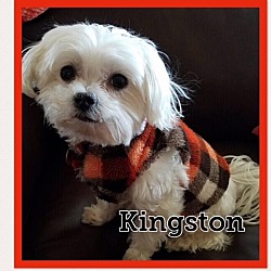 Photo of Kingston Kringle