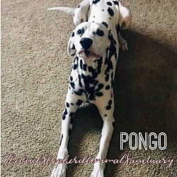 Photo of Pongo