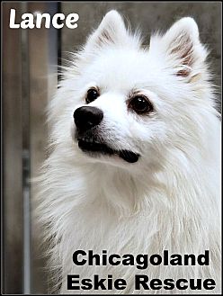 American eskimo 2024 for adoption