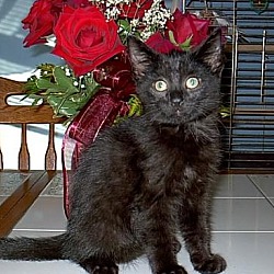 Photo of Jasper-A Jewel of a kitten