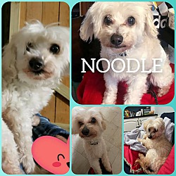 Photo of Noodle poodle mini