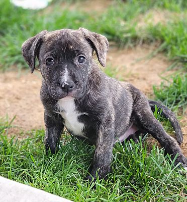 Fort Collins, CO - Pit Bull Terrier/Mountain Cur. Meet Sonya Bear a Pet ...