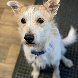 Photo of Willie Fostering w/Trainer  Needs a Chance