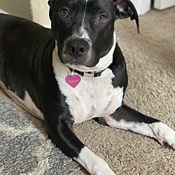 Photo of Charlee 