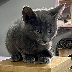 Thumbnail photo of PRINCE David  Russian blue mix #2