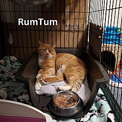 Thumbnail photo of Rum Tum #1
