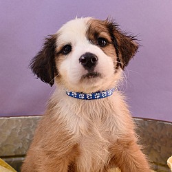 Photo of Momma Cherish Pup - Chandler
