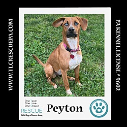 Photo of Peyton (The Police Pups) 030224